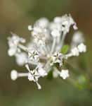 Littleleaf buckbrush